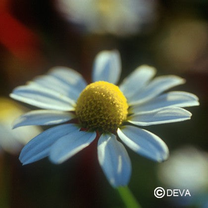 Camomille (Chamomile)