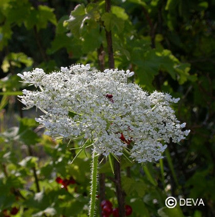Carotte Sauvage (Queen Anne's Lace)