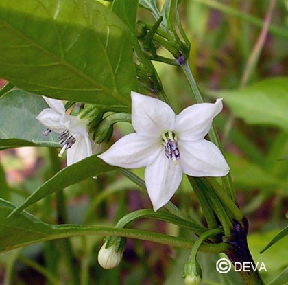 Cayenne