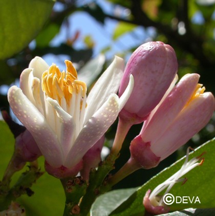Citronnier (Lemon)