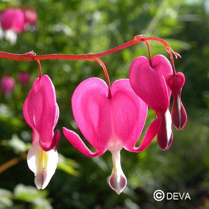 Coeur de Marie (Bleeding Heart)