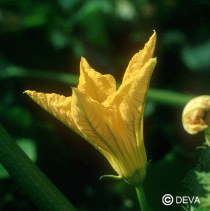 Courgette (Zucchini)