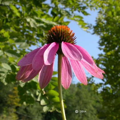 Echinacée (Echinacea)