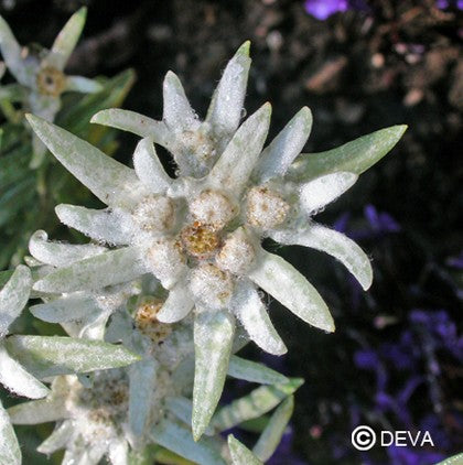 Edelweiss