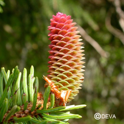 Epicea (Spruce)
