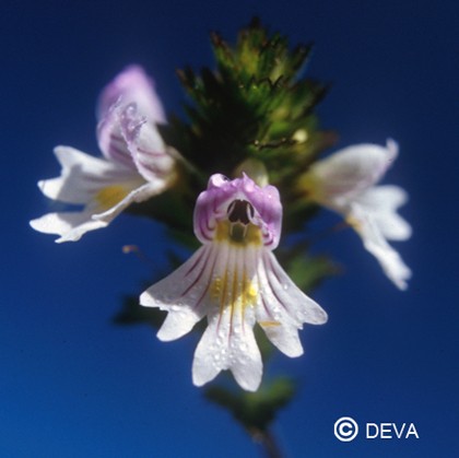 Euphraise (Eyebright)
