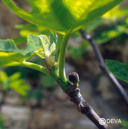 Figuier (Fig)