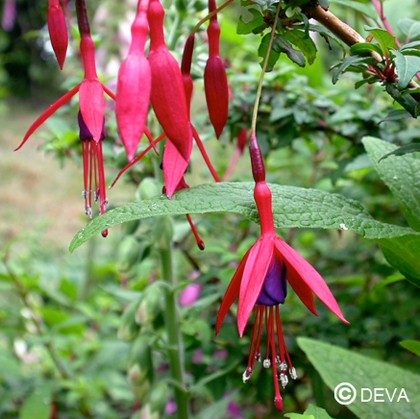 Fuchsia