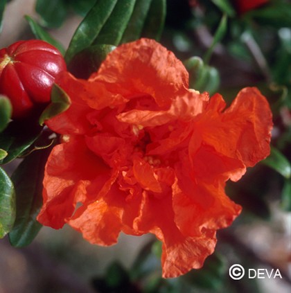 Grenadier (Pomegranate)