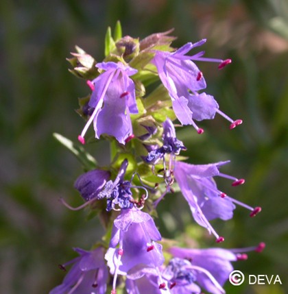 Hysope (Hyssop)