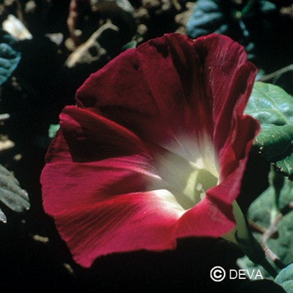 Ipomée (Morning Glory)