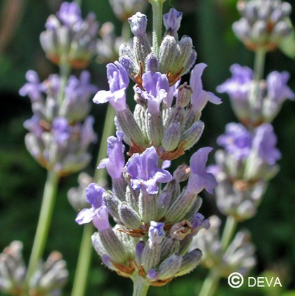 Lavande (Lavender)
