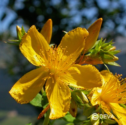 Millepertuis (Saint John's Wort)