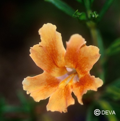 Mimulus orangé (Sticky Monkeyflower)