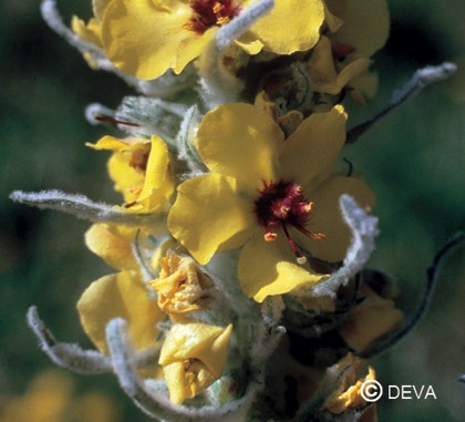 Molène (Mullein)