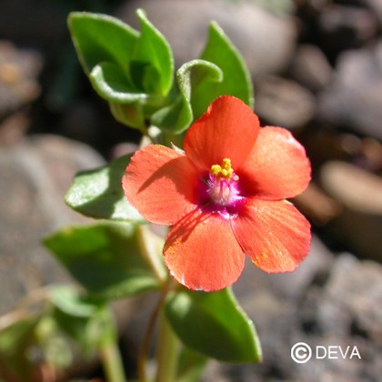 Mouron des Champs (Scarlet Pimpernel)