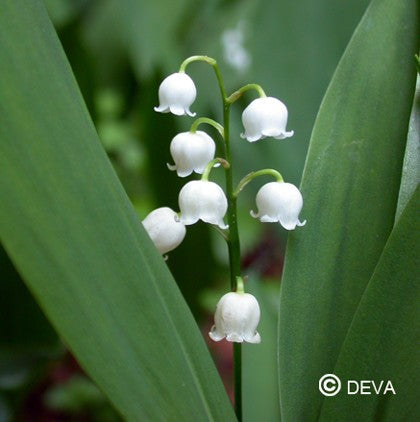 Muguet (Lily of the Valley)