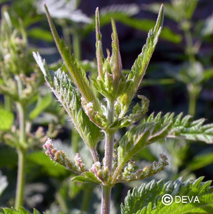 Ortie (Nettles)