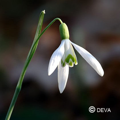 Perce-neige (Snowdrop)