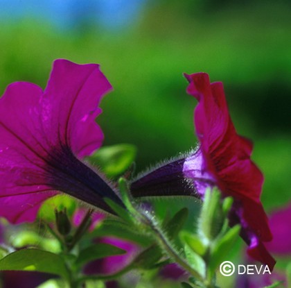 Pétunia (Petunia)
