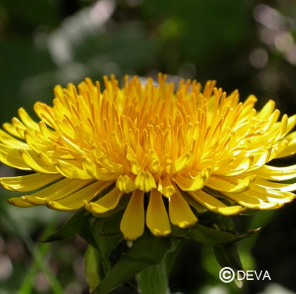 Pissenlit (Dandelion)
