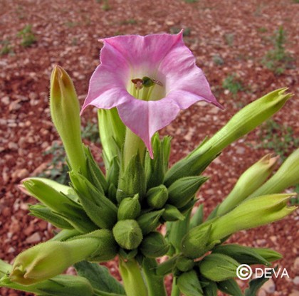 Tabacum (Tobacco)
