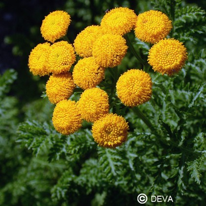 Tanaisie (Tansy)