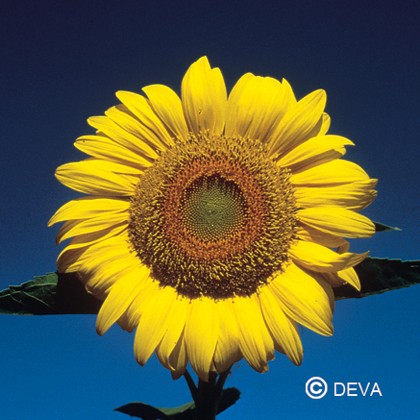 Tournesol (Sunflower)