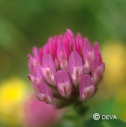Trèfle rouge (Red Clover)