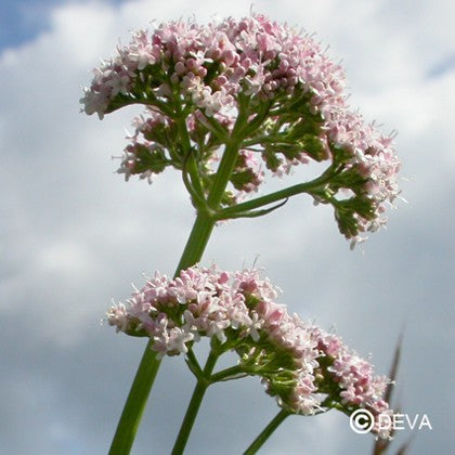 Valériane (Valerian)
