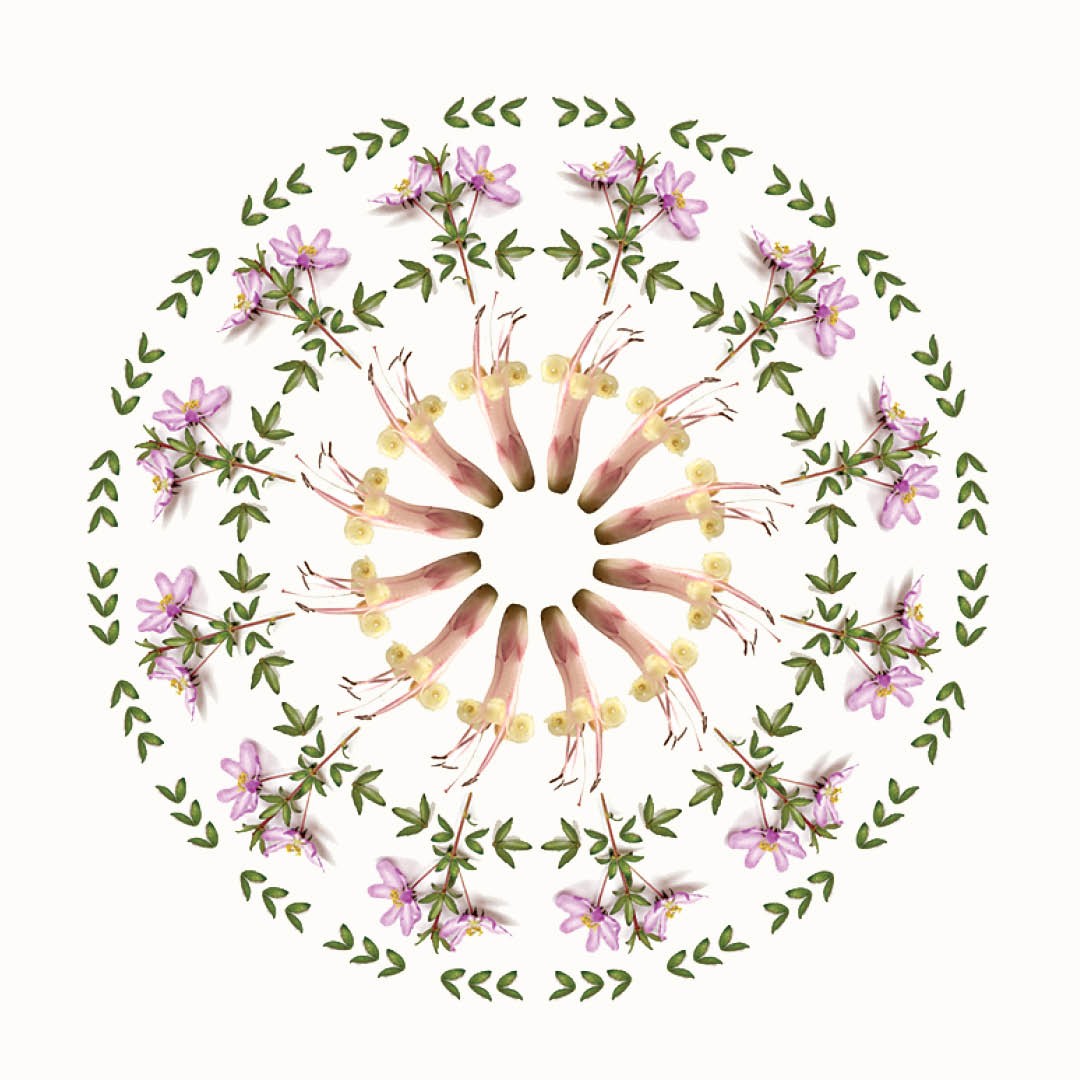 Gentle Citrus Face Wash