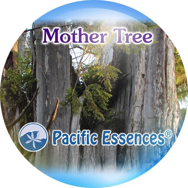 Mother Tree