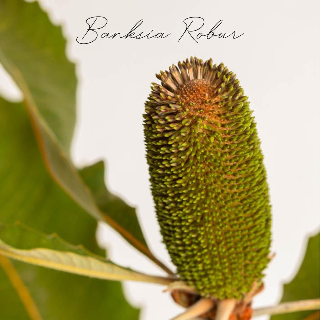 Banksia Robur