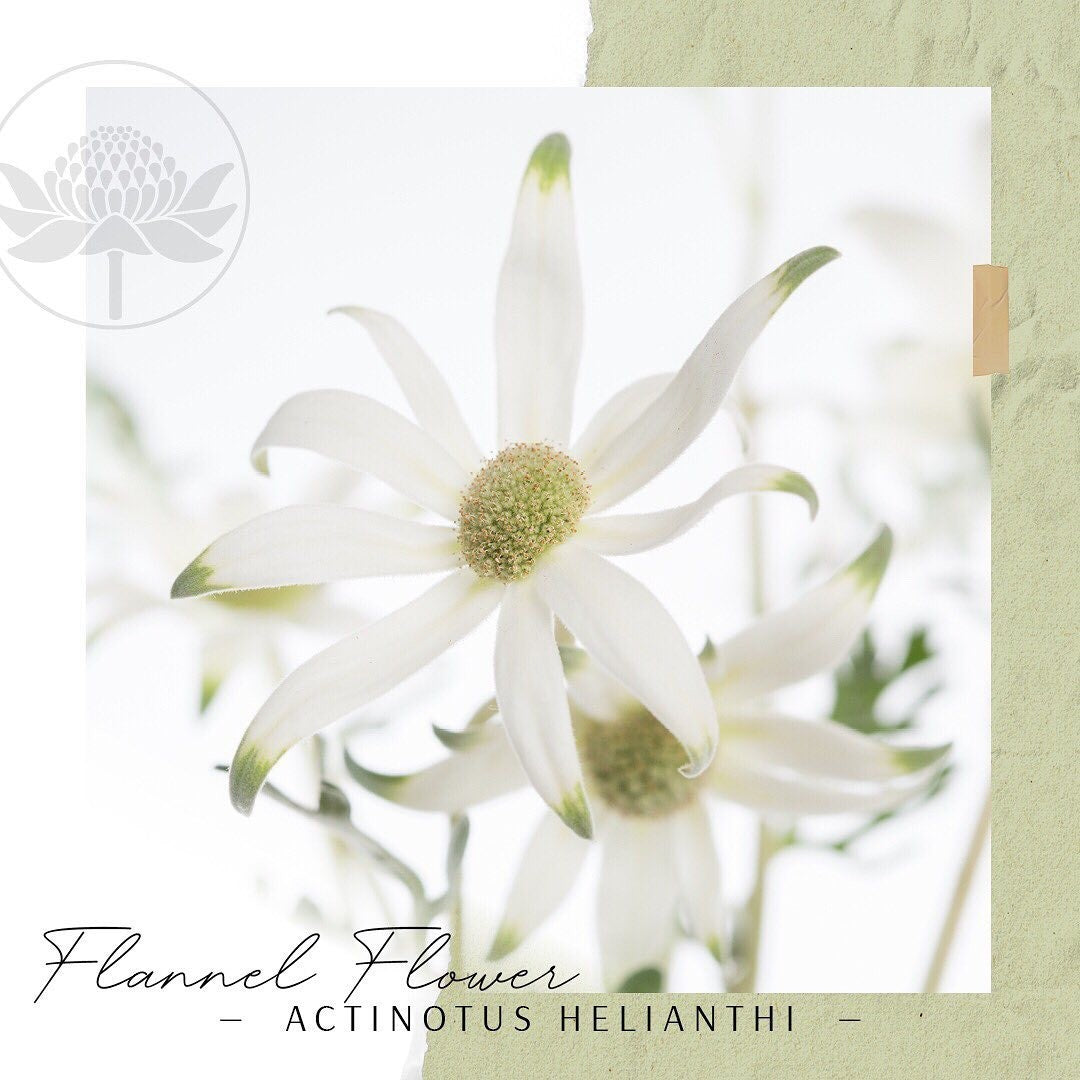 Flannel Flower