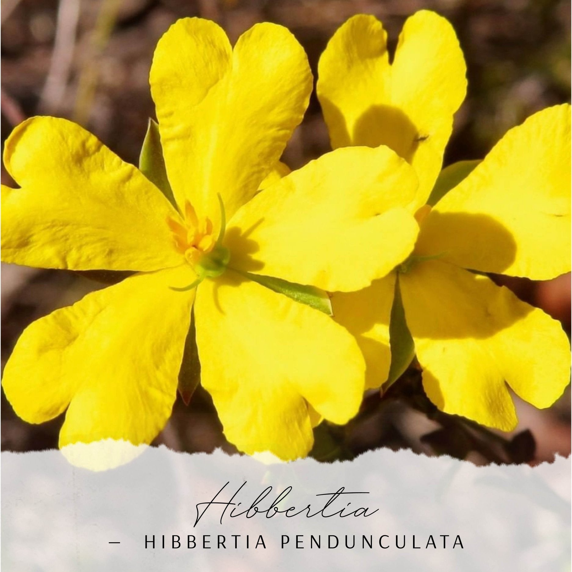 Hibbertia