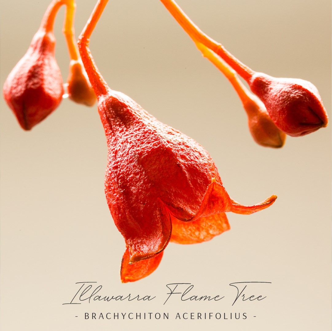 Illawarra Flame Tree