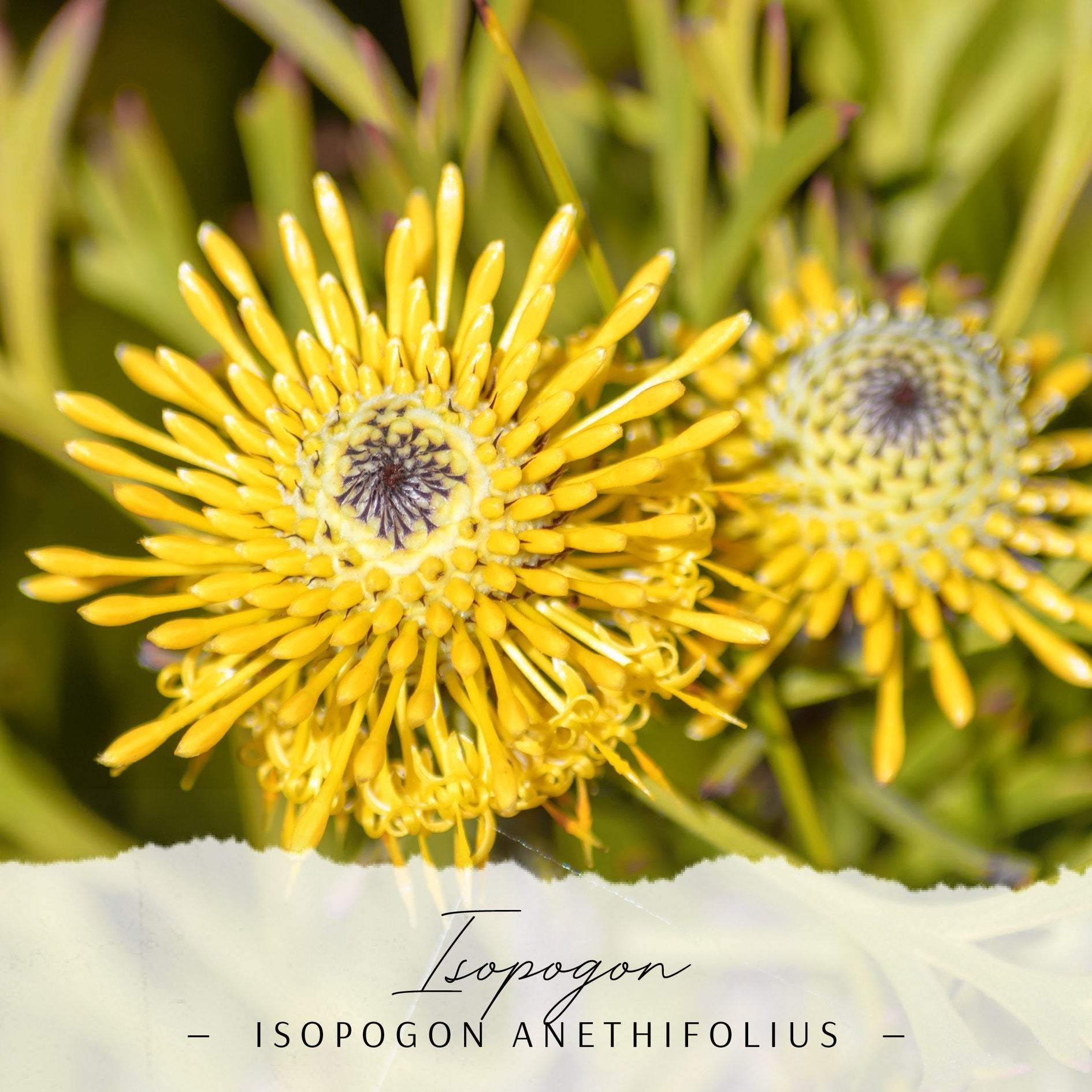 Isopogon