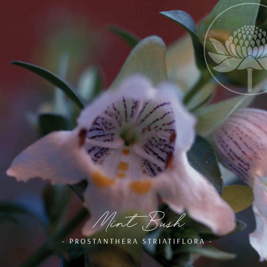 Mint Bush