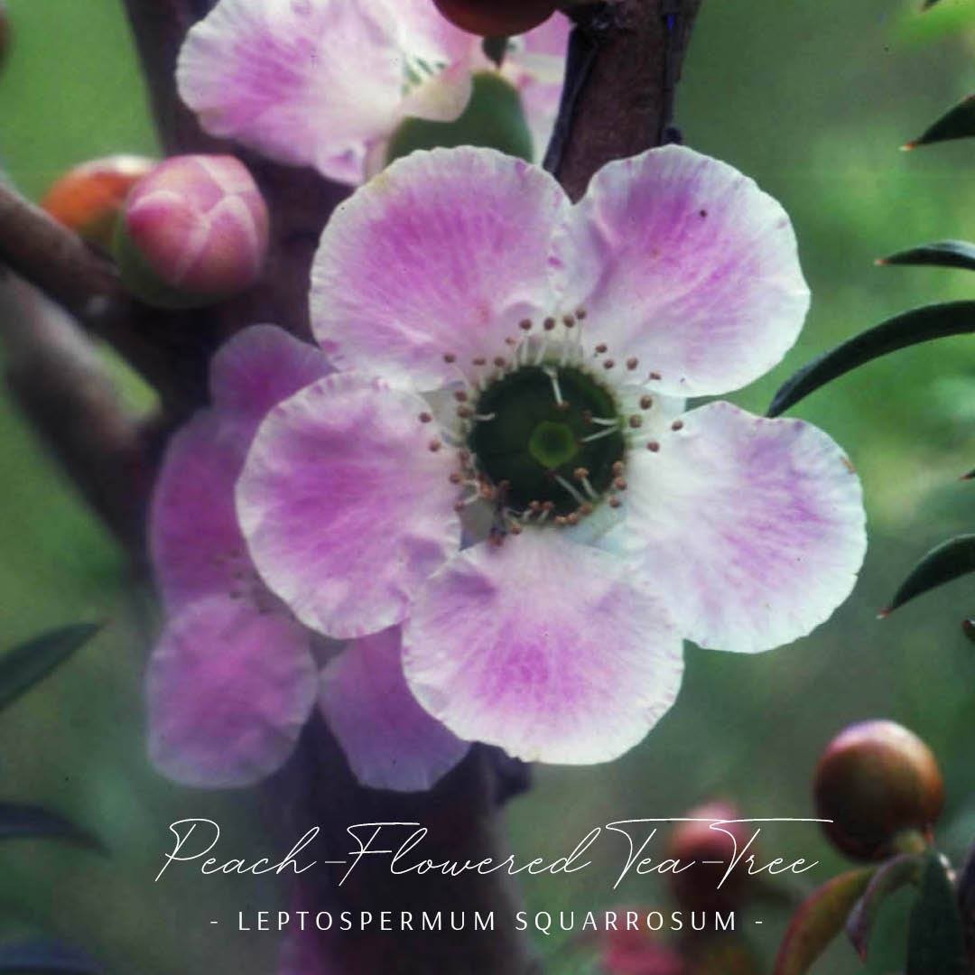 Peach-flowered Tea Tree — Fleurs de Vie - The Flower Essence Company