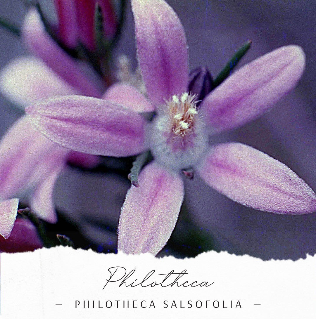 Philotheca