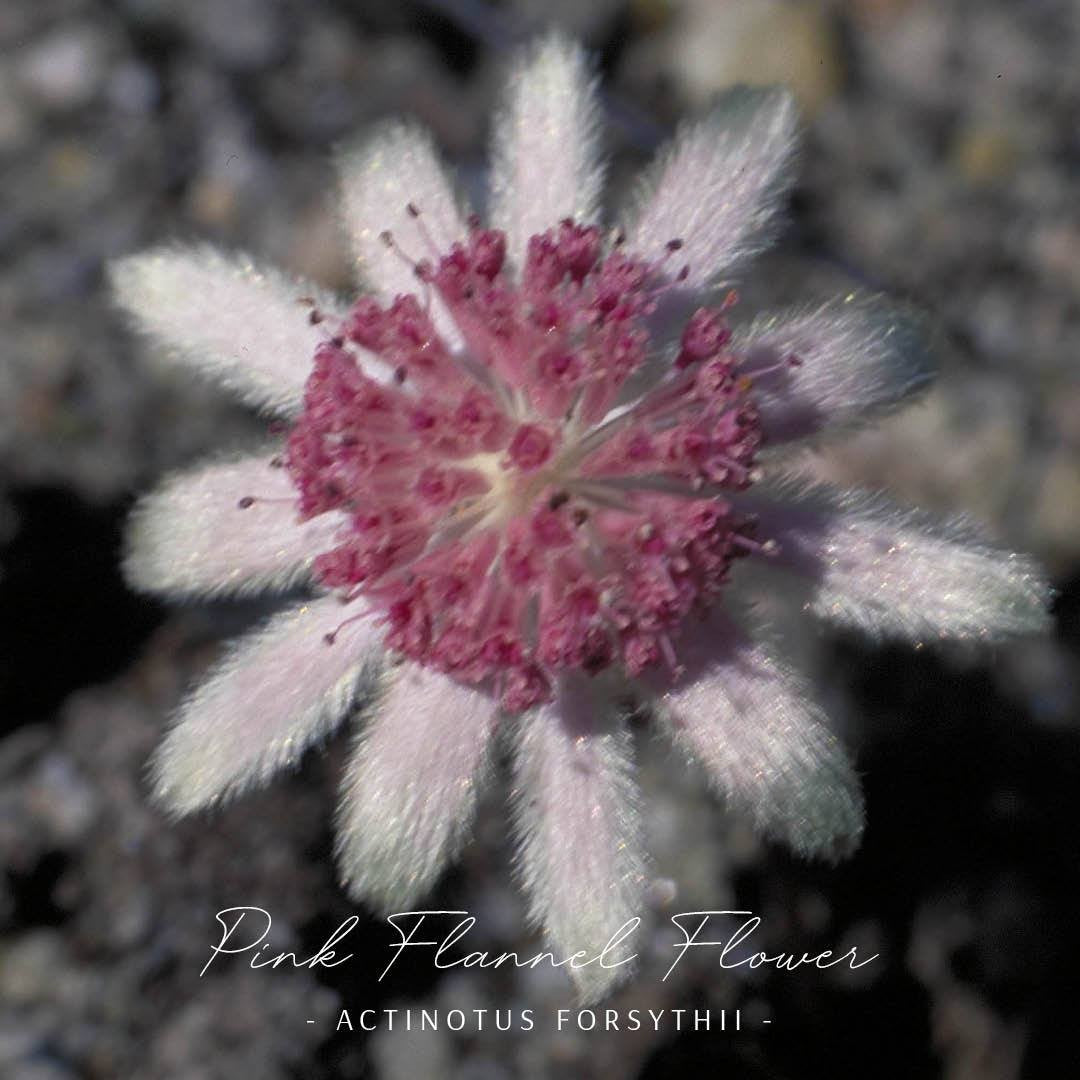 Pink Flannel Flower