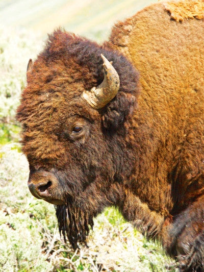 Buffalo - Buffle