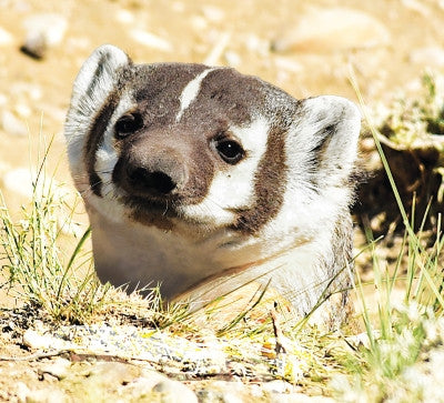 Badger Cub