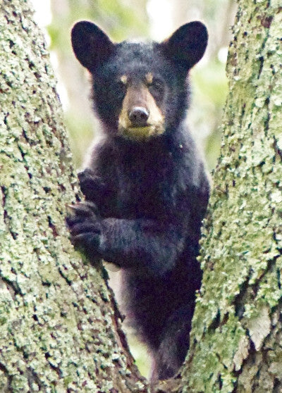 Bear Cub (ourson)