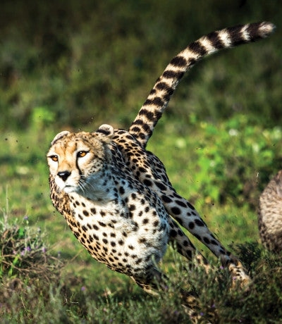Cheetah - Guépard
