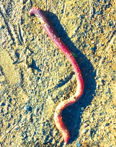 Earthworm