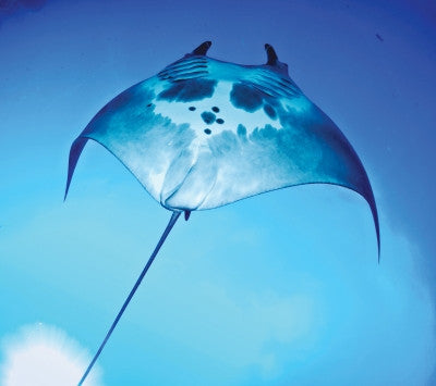 Manta Ray