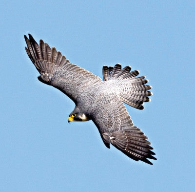 Peregrine Falcon - r - Faucon Pèlerin