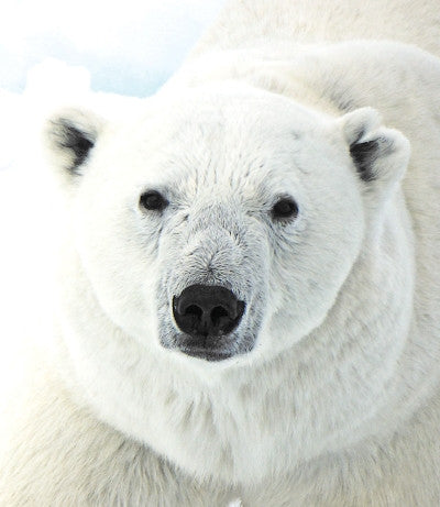 Polar Bear - Ours polaire
