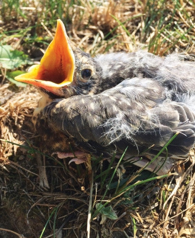Robin Chick
